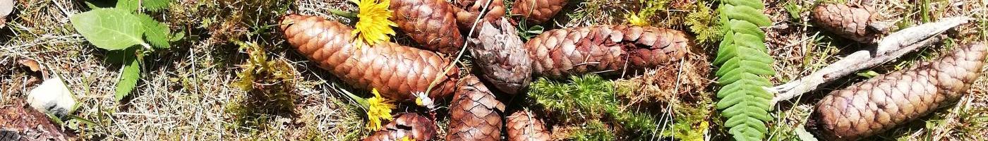 Bild zeigt ein Mandala aus Naturmaterialien